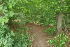 Immer weiter auf Trails durch den Callenberger Forst.